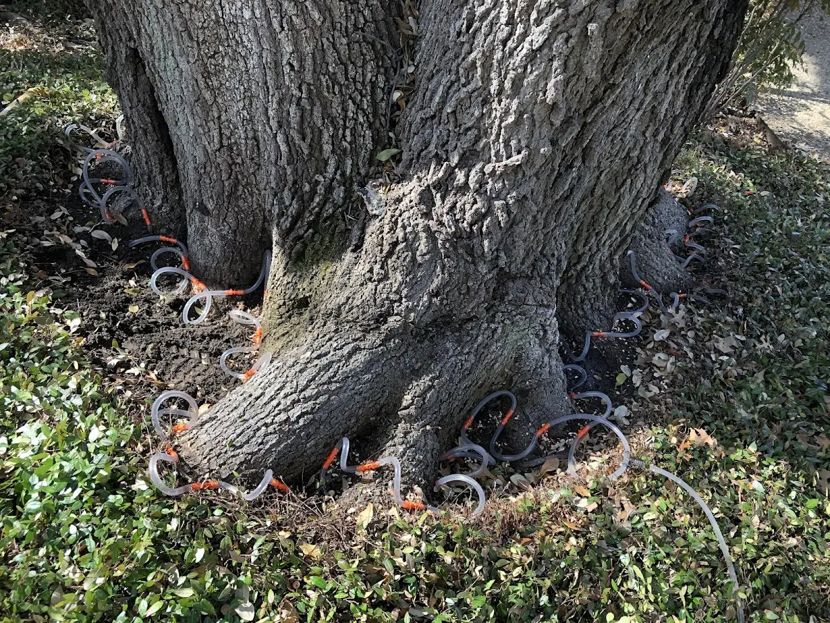 Detailed Tree Cabling and Bracing job site in Lostant
