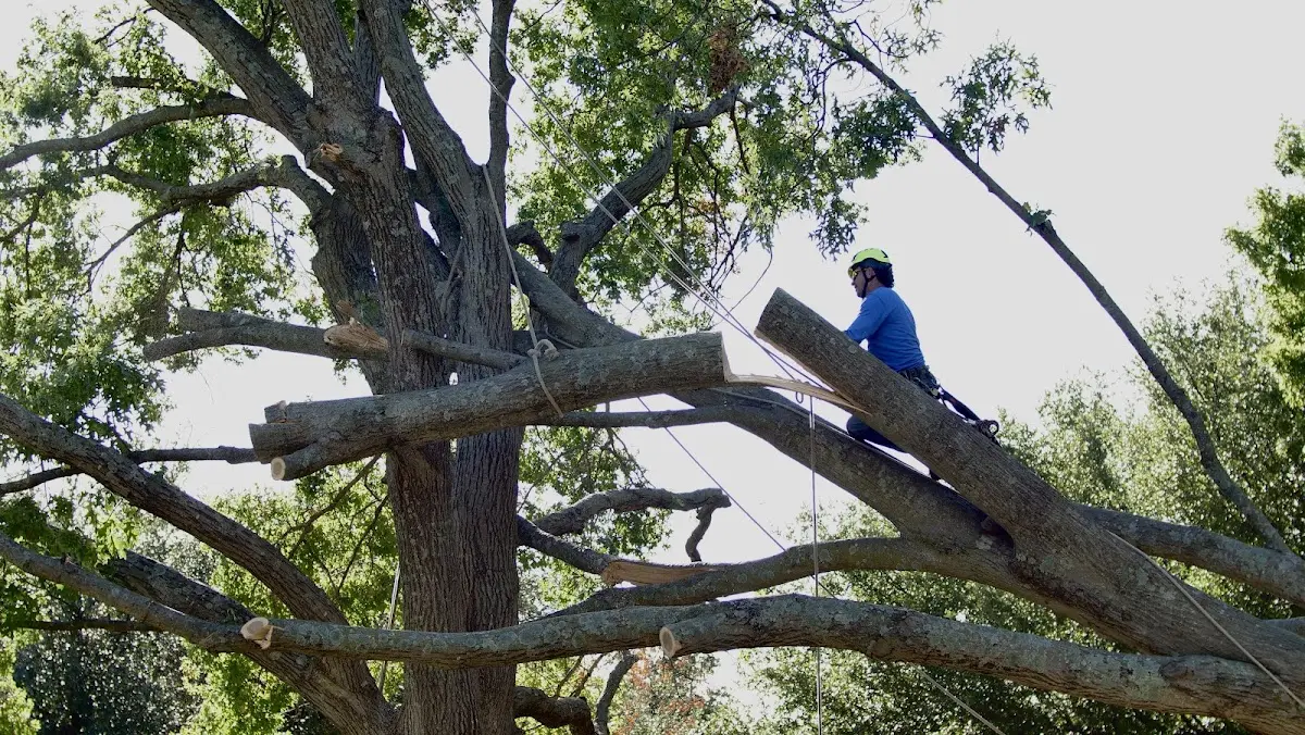 Professional Crown Thinning performed by certified arborists in Lostant