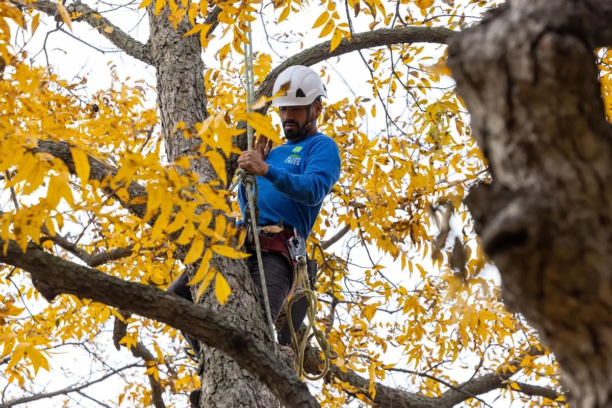 Skilled Dead Tree Removal crew working in Lostant